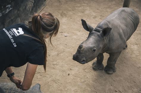 wild rhino chadstone|Wild Rhino Australia .